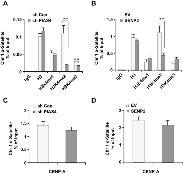 Depletion of PIAS4 or overexpression of SENP2 leads to abnormal histone H3K4 methylation.