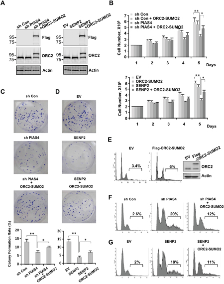 Overexpression of ORC2-SUMO2 fusion protein partially reversed phenotype of cells stably expressing PIAS4 shRNA or SENP2.