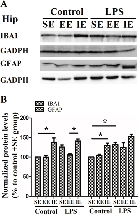 Effects of LPS and environmental conditions on hippocampal IBA1 and GFAP expressions.