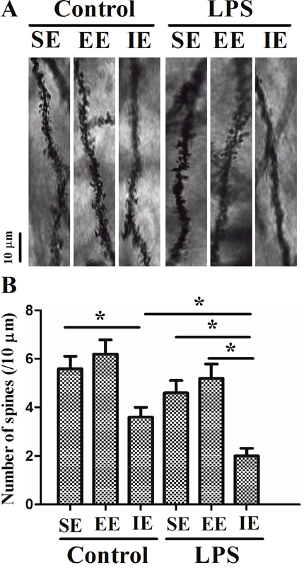 Effects of LPS and environmental conditions on dendritic spine in the hippocampal CA1.