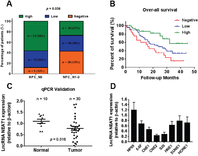 Down-regulated NEAT1 is associated with tumor metastasis and poor prognosis.