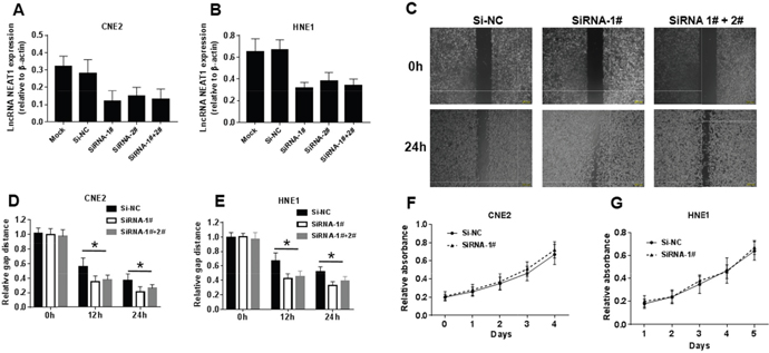 NEAT1 suppresses migration in NPC cells but has its limitation in cell proliferation.