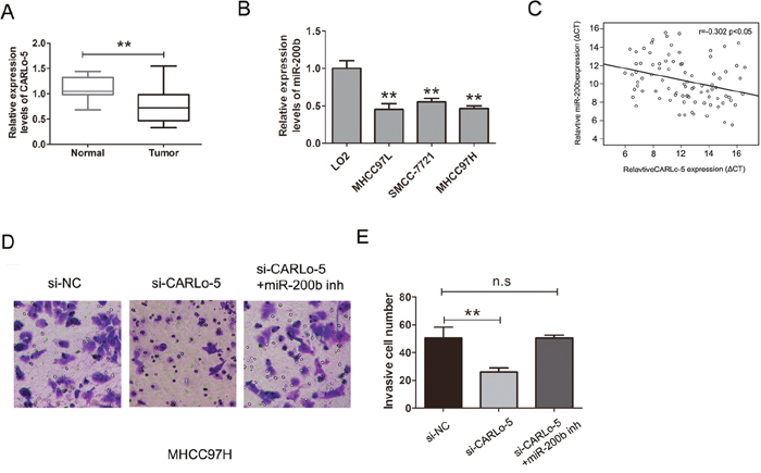 CARLo-5 promoted the cell invasion by miR-200b in HCC.