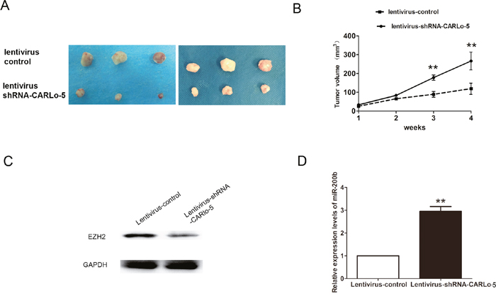 Inhibition of CARLo-5 decreased the tumor growth in vivo.