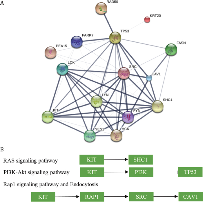 The networks and pathways involvig proteins that were correlated with patients&#x2019; survival time.