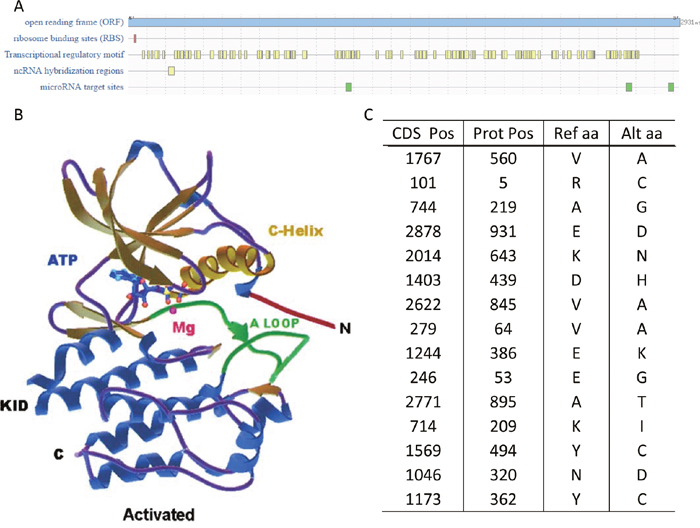 Genomic mutations of KIT.