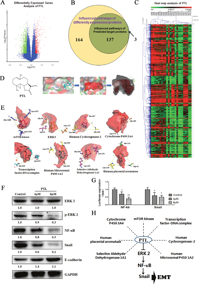 Targeting the Gly-Leu-Ser/Lys- &#x201C;Co-adaptation pocket,&#x201D; PTL suppresses EMT via ERK 2/NF-&#x03BA;B/Snail pathway.