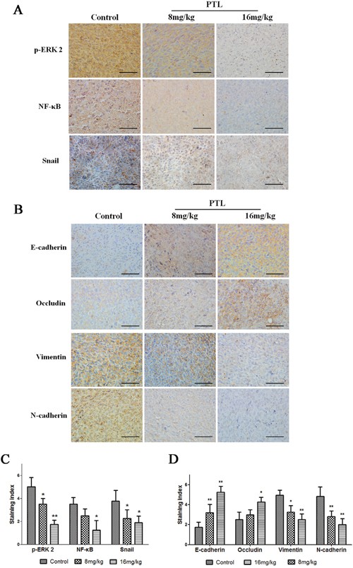 Effect of PTL on p-ERK 2, NF-&#x03BA;B, Snail, and EMT protein levels.