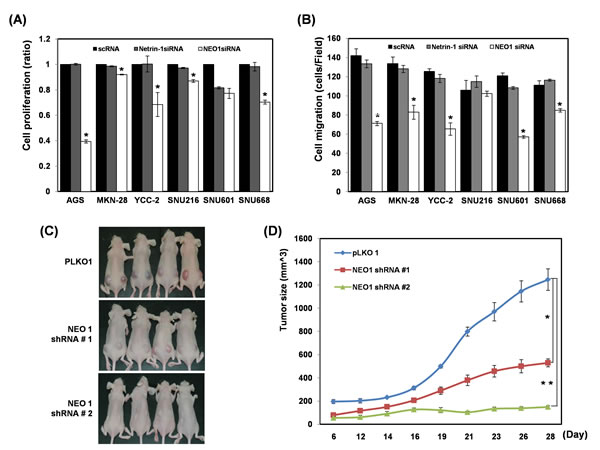 Effect of each ablation of neogenin-1 or netrin-1 on the proliferation and migration of six gastric cancer cells and on AGS xenografted mice (A) Cell proliferation was checked in 6 gastric cancer cell lines (AGS, MKN-28, YCC-2, SNU-216, SNU-601, and SNU-668) after transfection with scRNAs, neogenin-1 siRNA or netrin-1 siRNA (*