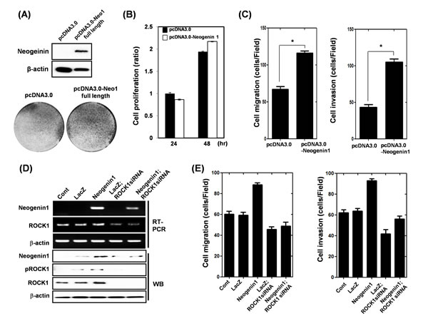 Effect of transient transfection of neogenin-1 in SNU-668 gastric cancer cells on the proliferation, migration and invasion.