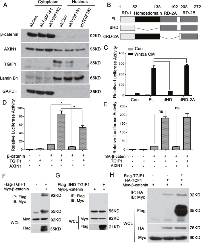 The TGIF1 homeodomain is essential for promoting Wnt signaling.