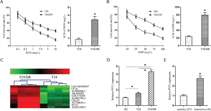 PVT1 overexpression correlated with DOX and DDP resistance in BUC cells.