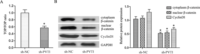 PVT1 knockdown inhibited Wnt/&#x03B2;-catenin signaling in T24/DR cells.