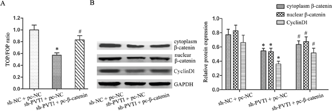 &#x03B2;-catenin overexpression reversed the inhibitory effects of PVT1 knockdown on Wnt/&#x03B2;-catenin signaling in T24/DR cells.