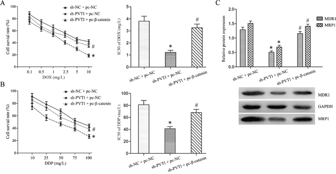 Wnt/&#x03B2;-catenin pathway activation restored DOX and DDP resistance in T24/DR cells sensitized by PVT1 knockdown.