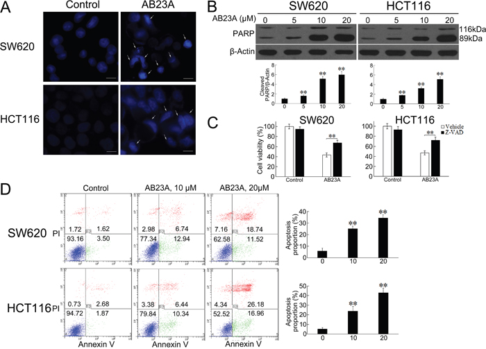AB23A induces apoptosis in colon cancer cells.