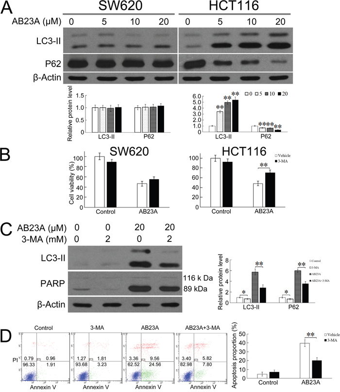 Inhibition of autophagy protects HCT116 cells from AB23A-induced cell death and apoptosis.