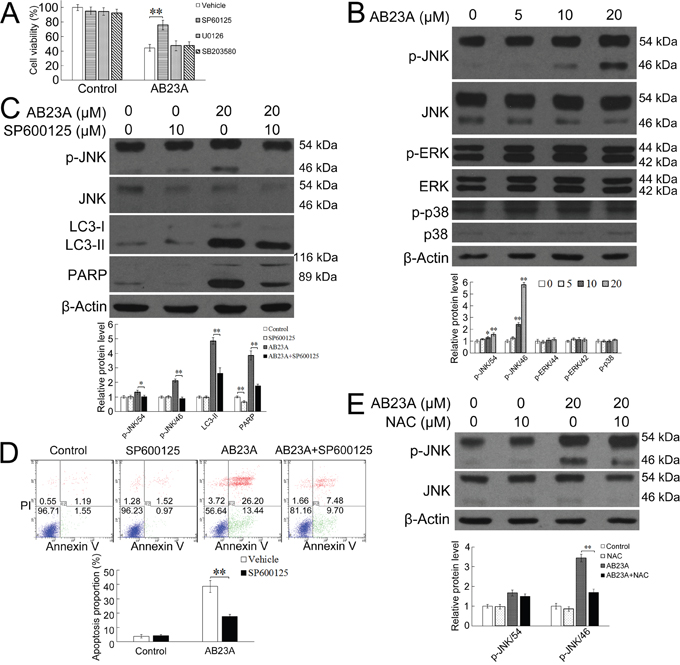 ROS generation is upstream of JNK activation and JNK activation is required for the autophagic-dependent apoptotic cell death induced by AB23A.