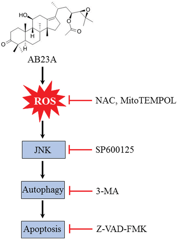 Schematic illustration of the mechanisms of AB23A-induced autophagy and apoptosis in HCT116 cells.