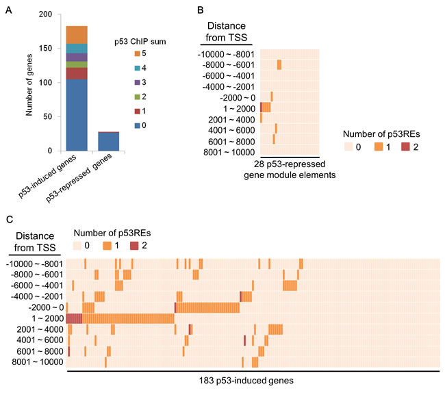 p53REs around TSS of p53-mediated genes.