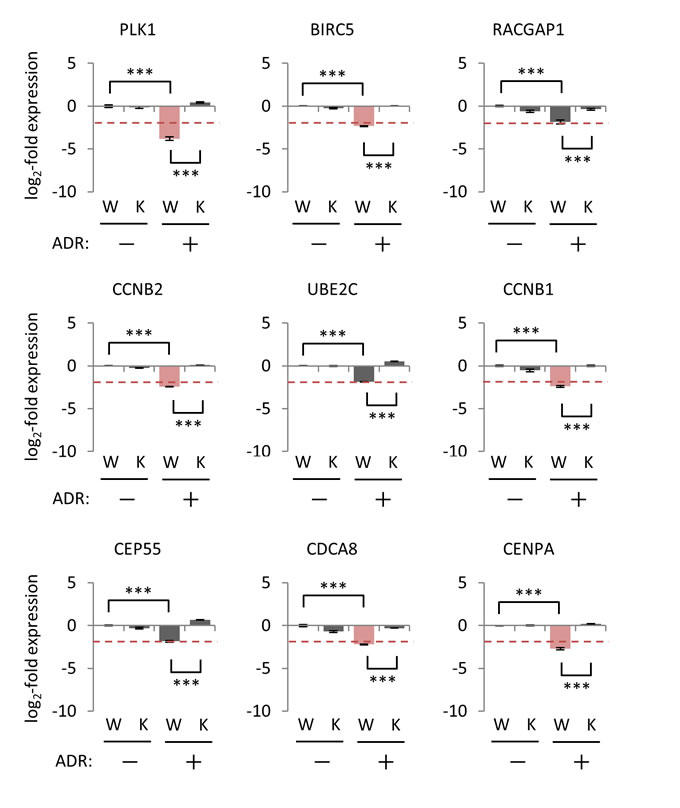 Effect of p21/CDKN1A knockout on the regulation of p53-repressed gene module.