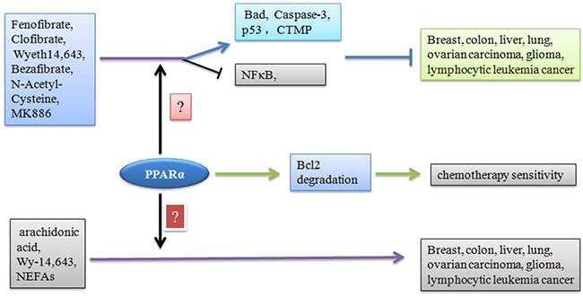 Effect of PPAR&#x03B1; ligands on tumor progression.