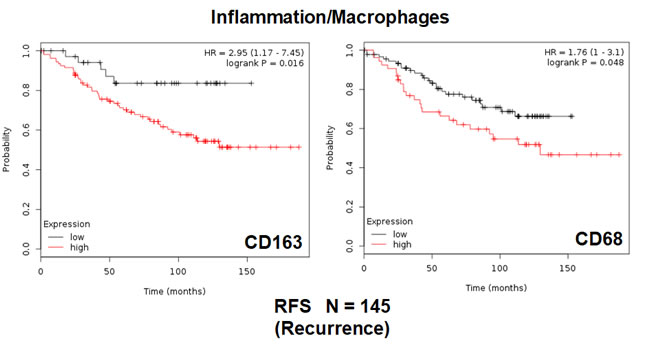 Conventional markers of macrophage-associated inflammation predict poor clinical outcome in high-risk ER(+) breast cancer patients.