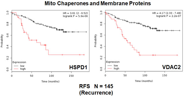 Mitochondrial chaperones and membrane proteins are associated with tumor recurrence in high-risk ER(+) breast cancer patients.