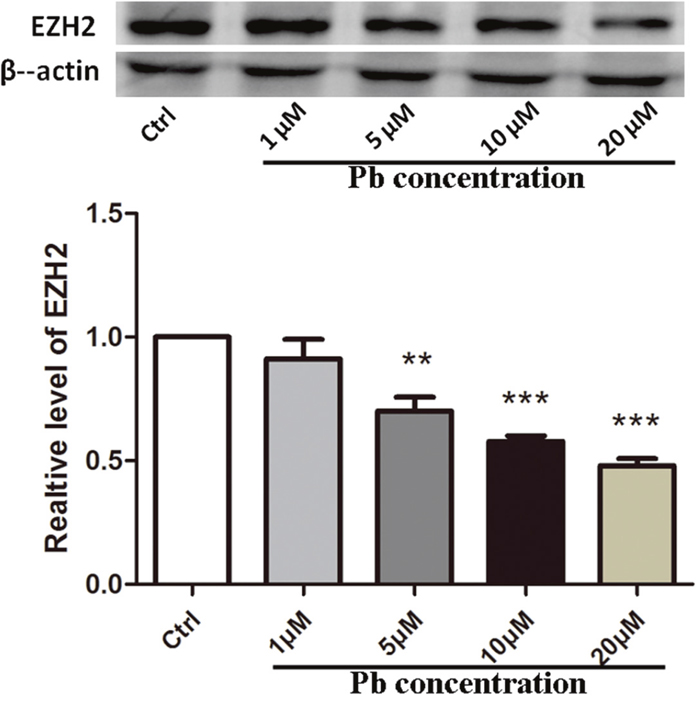 EZH2&#x2019;s protein expression altered by Pb exposure with various concentrations for 24 h on PC 12 cells.