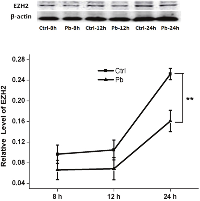 EZH2&#x2019;s protein expression altered by 5 &#x03BC;M&#x2019;s Pb exposure with various incubation periods on PC 12 cells.