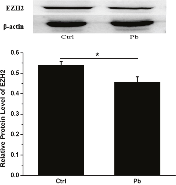 In vivo test of Pb&#x2019;s effect on the expression of EZH2 in the rat hippocampus.