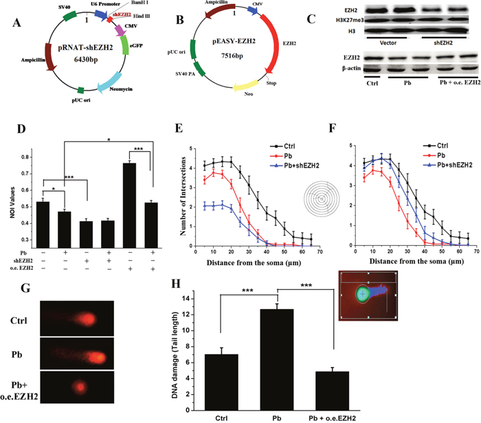 EZH2 mediated the lead-led impairment of neurite outgrowth of PC 12 cells.