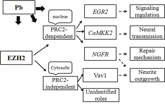 Schematic representation of EZH2&#x2019;s roles in lead-led neurotoxicity.