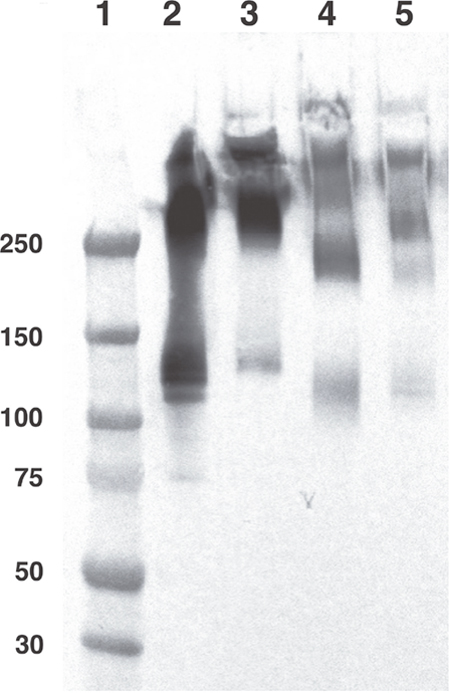 Molecular structure comparison of unlabelled and radiolabelled anti-carcinoembryonic antigen (CEA) or irrelevant monomeric and polymeric mixture (mpIgA).