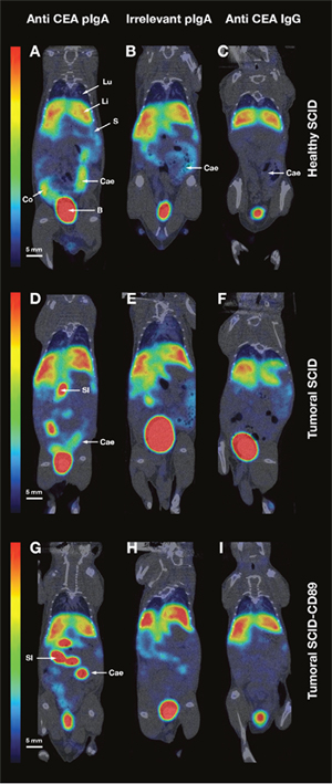 MicroSPECT/CT data.