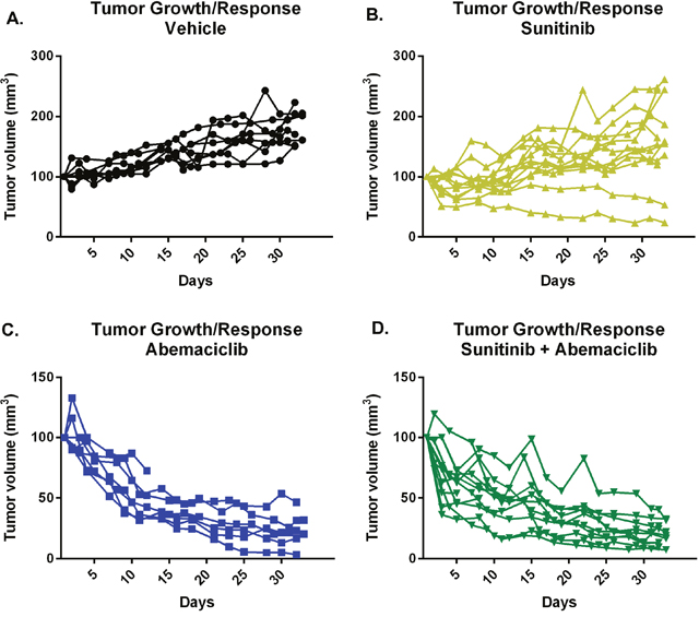 Abemaciclib causes tumor regression as monotherapy and in combination with sunitinib.