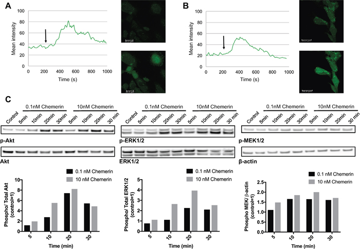 Chemerin induces intracellular calcium mobilization and stimulates MAPK and Akt signaling in neuroblastoma cells.
