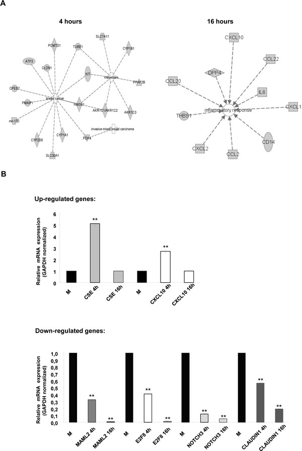 IPA pathway analysis of MDA-MB 468 cells treated with Bozepinib.