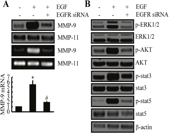 EGF upregulates the expression of MMP-9 and the activities of ERK1/2, AKT, STAT3, and STAT5 pathways via EGFR.