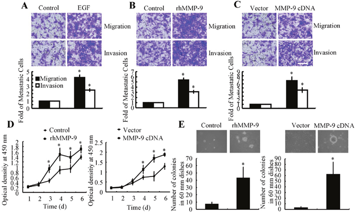 MMP-9 overexpression increases tumor migration, invasion, and abnormal proliferation.