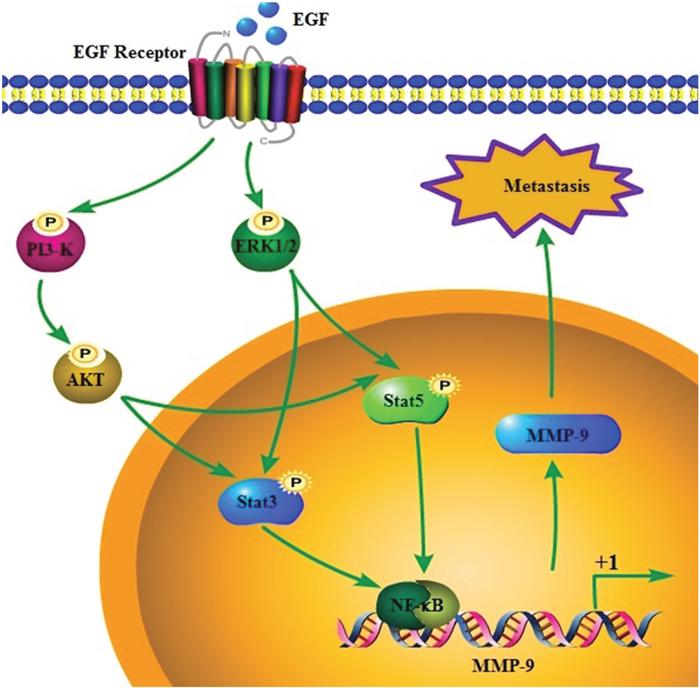 Signaling cascades regulate MMP-9 in response to EGF, and MMP-9 mediates GBM metastasis.