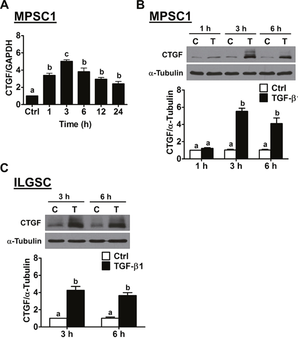 TGF-&#x03B2;1 up-regulates CTGF expression in human LGSC cells.