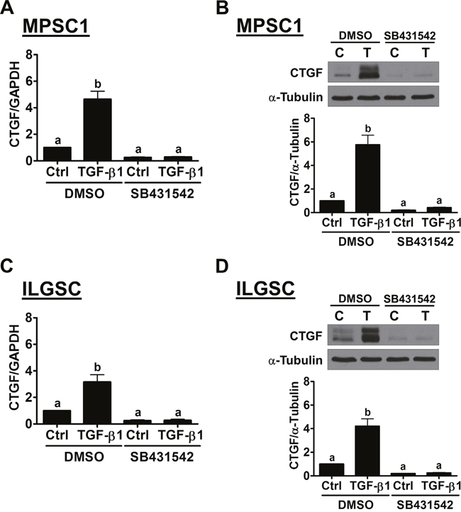 The TGF-&#x03B2; receptor is required for the TGF-&#x03B2;1-induced up-regulation of CTGF expression in LGSC cells.