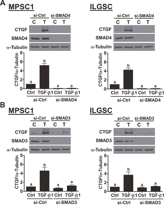 SMAD3 signaling is required for the TGF-&#x03B2;1-induced up-regulation of CTGF expression.