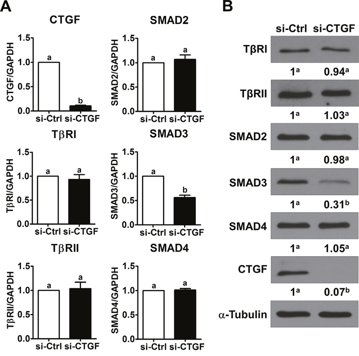 Knockdown of CTGF down-regulates SMAD3 expression.