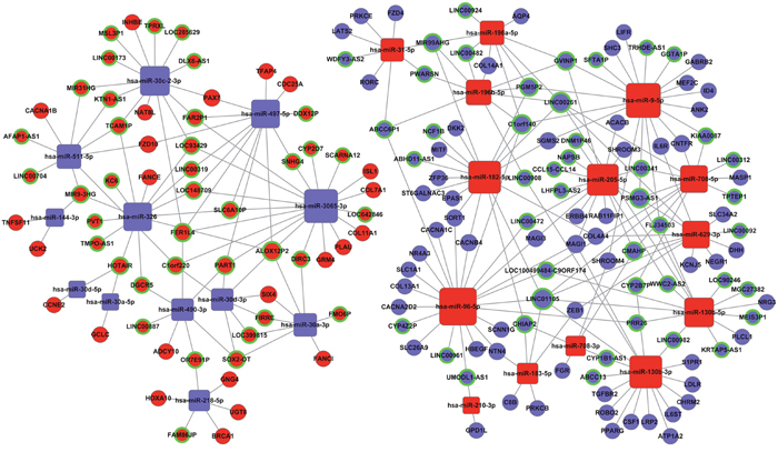 The lncRNA-miRNA-mRNA ceRNA network.