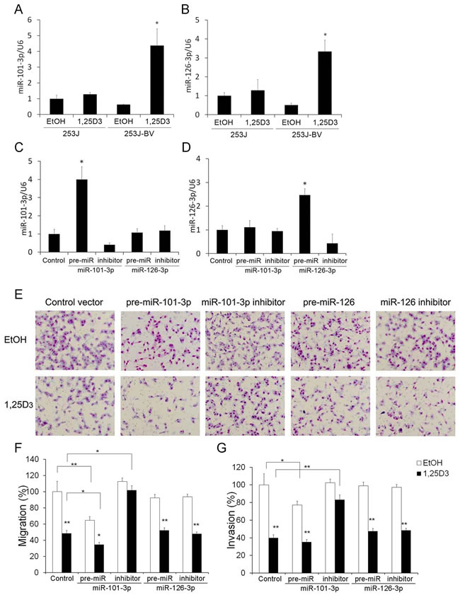 miR-101-3p is involved in 1,25D