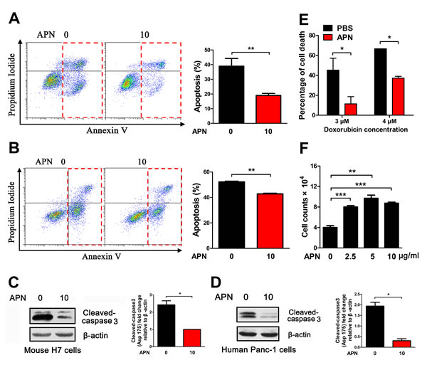 Adiponectin exerts anti-apoptotic effects in mouse and human pancreatic cancer cells.