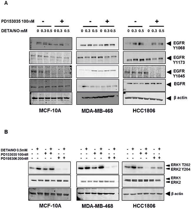 NO induces increased EGFR and ERK phosphorylation in TNBC cell lines.