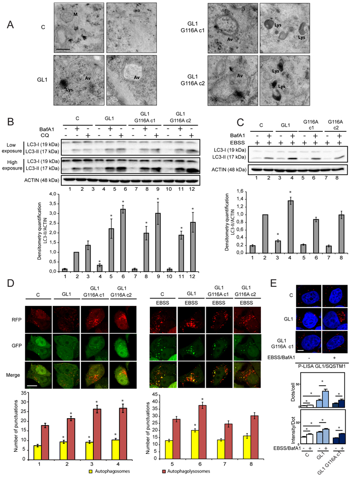 The G116A mutation impaired the effect of GABARAPL1 on induced but not basal autophagy.